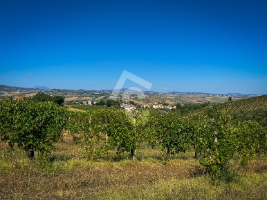Foto Terreno agricolo a Montecarotto di 54864 m² in vendita