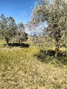 Foto Terreno agricolo in Contrada Rifugio, Caltagirone di 10000 m²