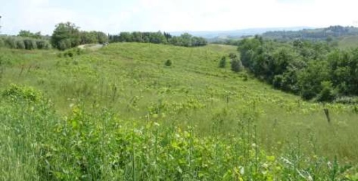 Foto Terreno agricolo a Montespertoli Centro di 10019 m² in vendita