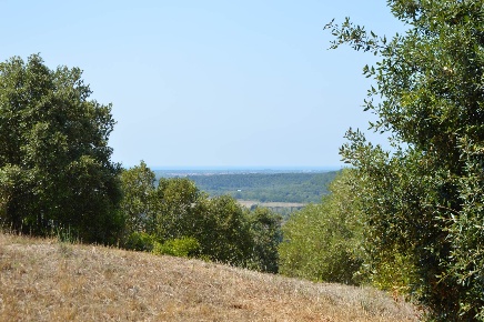 Foto Terreno edificabile in via del commercio snc, Riparbella di 100 m²