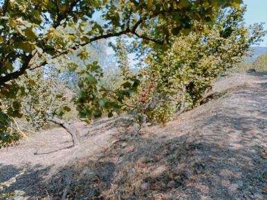 Foto Terreno agricolo a Fisciano Centro di 18000 m² in vendita
