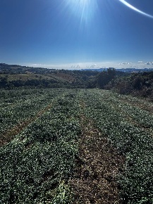 Foto Terreno agricolo in contrada Montamboni, Montegiorgio in vendita