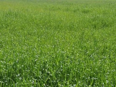 Foto Terreno agricolo a Carrara Marina di Carrara di 1925 m² in vendita