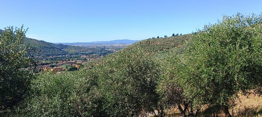 Foto Terreno agricolo a Calci Centro di 7500 m² in vendita