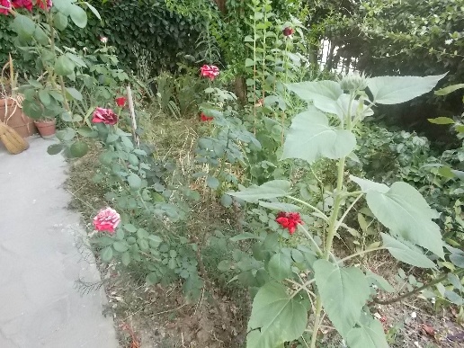immagine annuncio 8 di 12