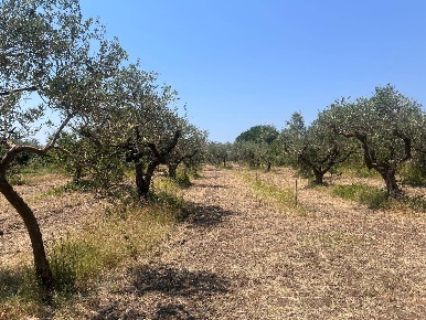 Foto Terreno agricolo in Via Pietro Scandariato, Castelvetrano di 4000 m²