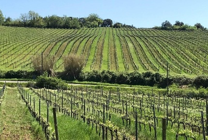 Foto Villa unifamiliare a Casciana Terme Lari Lari di 1700 m² con 26 locali