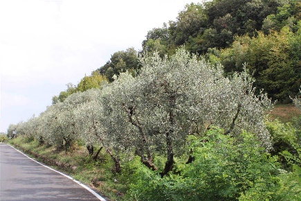 Foto Terreno agricolo in STRADA PROVINCIALE  SNC, Volterra Centro