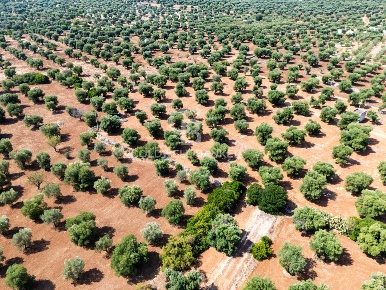 Foto Terreno agricolo in Contrada Santa Varva, Ostuni di 11000 m²