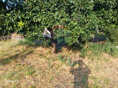 Foto Casa indipendente in via albero san filippo, Piedimonte Etneo Centro