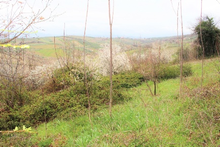 Foto Terreno agricolo in via Brasile, Mozzagrogna Centro di 8000 m²