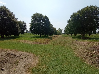 Foto Terreno residenziale in Via CAVARZERE SR516 Piovese 0, Cavarzere