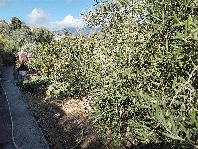 Foto Terreno edificabile a Bordighera Borghetto San Nicolò di 5000 m²