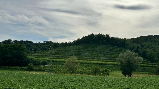 Foto Terreno agricolo in Poianis Prepotto, Prepotto in vendita