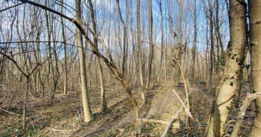 Foto Terreno agricolo in Località Rosta, Rosta di 57078 m² in vendita