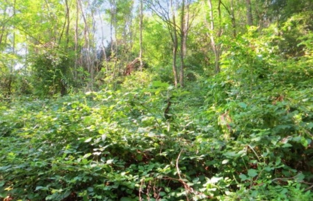 Foto Terreno agricolo in Frazione Buttello, Valgreghentino di 5732 m²