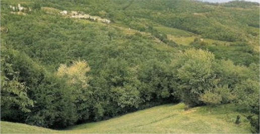 Foto Terreno agricolo in Via Verdella, Tregnago di 42294 m² in vendita