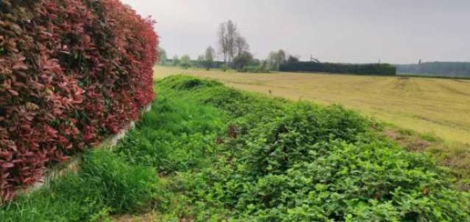 Foto Terreno edificabile in Via Vellezzo Bellini, Vellezzo Bellini Centro