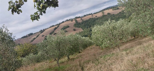 Foto Struttura sanitaria in sp 159 100, Scansano Centro di 188 m²