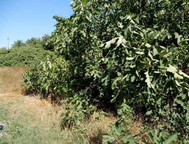 Foto Terreno agricolo in Via Randaccio, Roncoferraro Casale di 1315 m²