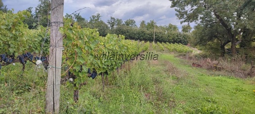 Foto Casale a Chiusdino con 15 locali in vendita