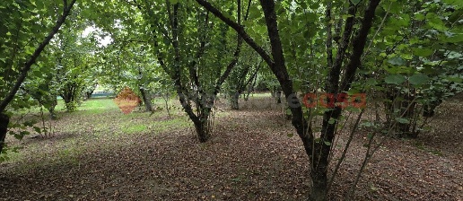 Foto Terreno agricolo in Via Tufarole snc, Avellino di 2500 m² in vendita