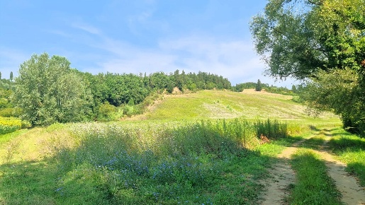 Foto Terreno agricolo a San Miniato San Miniato Basso in vendita
