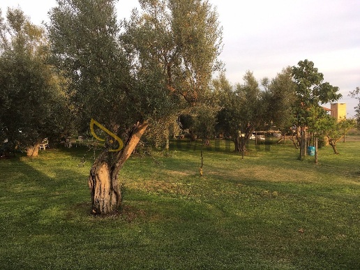 immagine annuncio 6 di 9