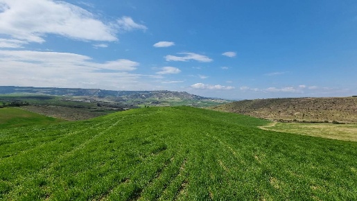 Foto Terreno agricolo a Ginosa Centro in vendita