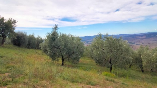 Foto Terreno agricolo a Volterra Centro di 2500 m² in vendita