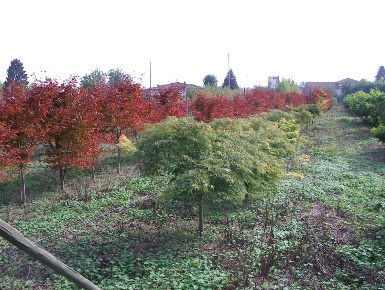 Foto Terreno agricolo in Via Santa Romana 00, Schiavon Centro di 7450 m²