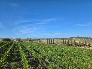 Foto Cessione attività a Magliano in Toscana Centro di 90 m² con 1 locali