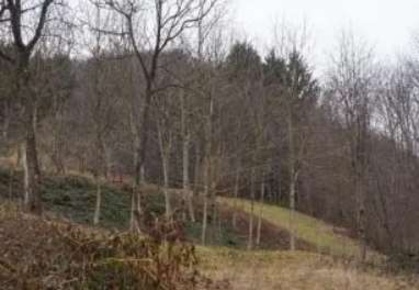 Foto Terreno agricolo in Via Gisbenti, Valli del Pasubio di 6202 m²