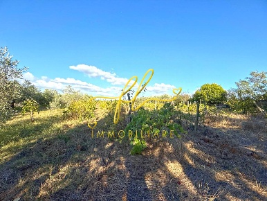 Foto Terreno agricolo a Cecina Cecina Centro di 2429 m² in vendita
