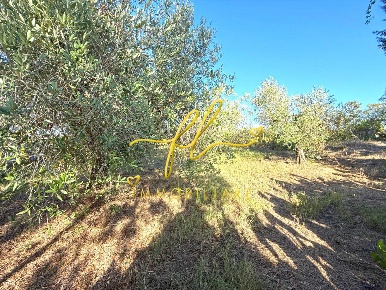 Foto Terreno agricolo a Cecina Cecina Centro di 2815 m² in vendita