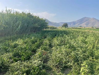 Foto Terreno agricolo in S.S. Provinciale  7, Mondragone di 3650 m²