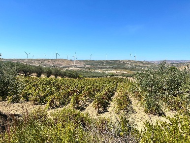 Foto Terreno agricolo in SS119, Castelvetrano di 10000 m² in vendita