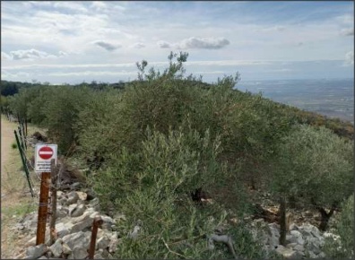Foto Terreno agricolo in VIA MONTE DELLA PIETA', Sonnino di 29070 m²