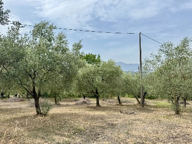 Foto Terreno agricolo in contrada savia, Fontanarosa di 5370 m² in vendita
