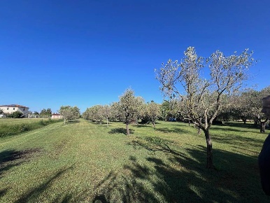 Foto Terreno agricolo in Via per Rosignano, Rosignano Marittimo di 5650 m²