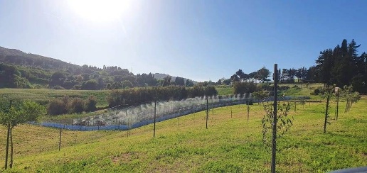 Foto Terreno agricolo a Rosignano Marittimo di 12500 m² in vendita