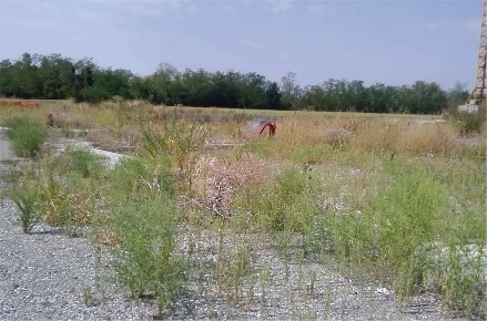 Foto Terreno edificabile in Via Vignola, San Giorgio Piacentino Centro