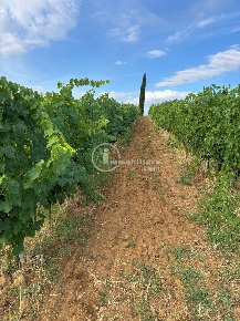 Foto Terreno agricolo a Montepulciano di 45000 m² in vendita