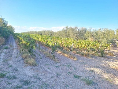 Foto Terreno agricolo in CONTRADA QUARTO, Cerignola di 52000 m² in vendita
