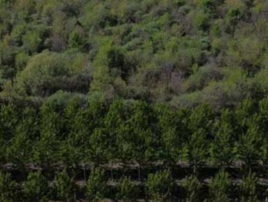 Foto Terreno agricolo in Via San Zeno, Cerea Centro di 29210 m² in vendita