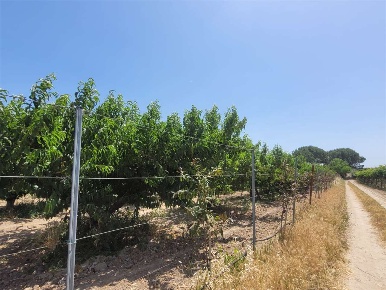 Foto Terreno agricolo in VIA SAN SEVERO, Cerignola di 20000 m² in vendita