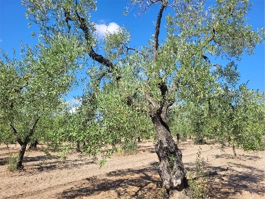 Foto Terreno agricolo in SP 77, Cerignola di 7000 m² in vendita