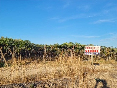Foto Terreno agricolo in VIA TEANO, Cerignola di 24500 m² in vendita