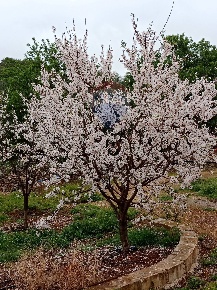 Foto Terreno agricolo in Contrada Case Nuove, Floridia di 10153 m²
