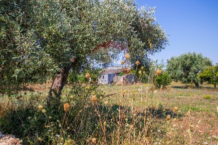 Foto Terreno agricolo in Via per Canicattini, Noto Cavadonna di 16000 m²